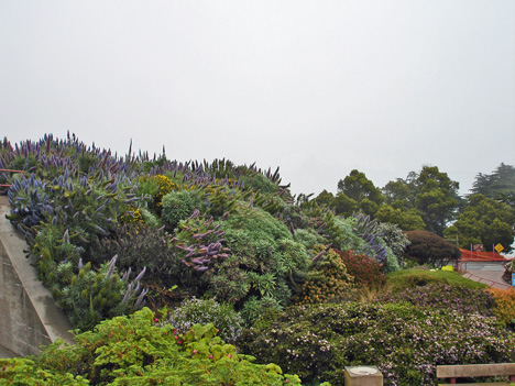 flowers beside the entry to the Golden Gate Bridge